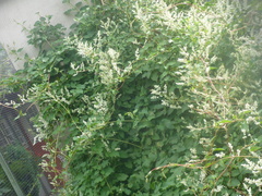 Fallopia baldschuanica