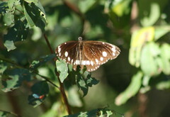Euploea core corinna
