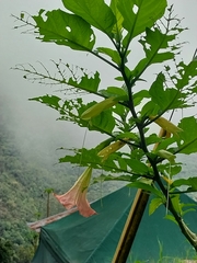 Brugmansia