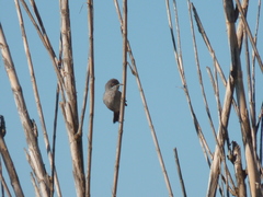 Curruca melanocephala