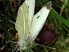 Pieris rapae