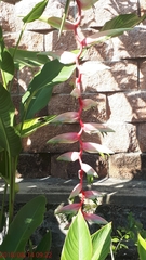 Heliconia chartacea