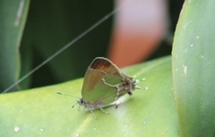 Callophrys xami