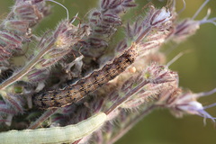 Helicoverpa armigera