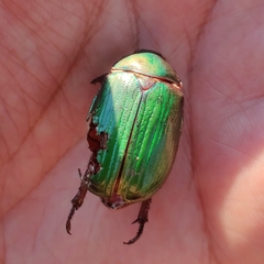 Chrysina lecontei