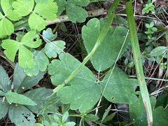 Aquilegia canadensis