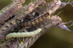 Helicoverpa armigera