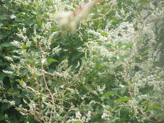 Fallopia baldschuanica