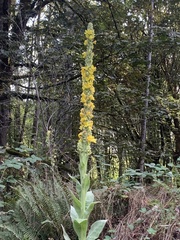 Verbascum