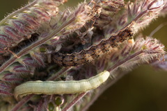 Helicoverpa armigera