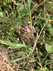 Trifolium amabile