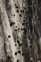 Mycoblastus sanguinarius