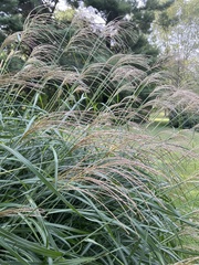 Miscanthus sinensis