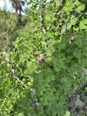 Haematoxylum brasiletto
