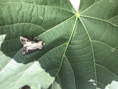 Agrotis venerabilis