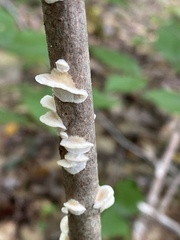 Trametes conchifer