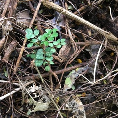 Sophora chathamica