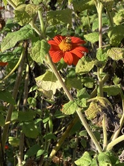 Tithonia
