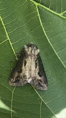 Agrotis venerabilis