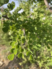 Haematoxylum brasiletto