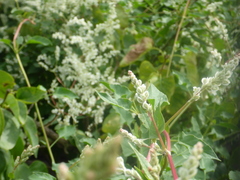 Fallopia baldschuanica