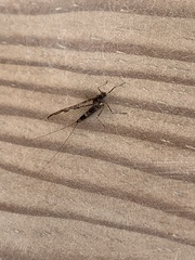 Callibaetis