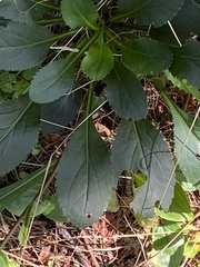 Packera obovata