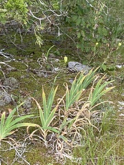 Iris domestica