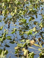 Pontederia cordata