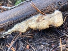 Spongiporus leucospongia