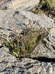 Juncus articulatus