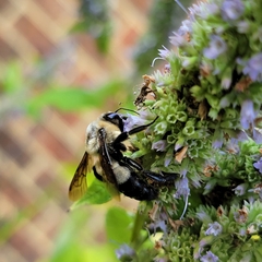 Bombus fraternus