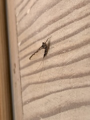 Callibaetis