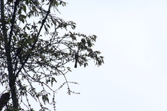 Ptiliogonys cinereus