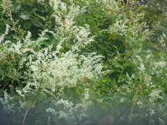 Fallopia baldschuanica