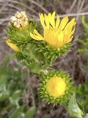 Grindelia ciliata