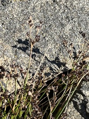 Juncus articulatus