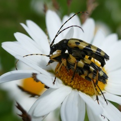 Rutpela maculata