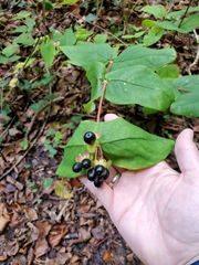 Hypericum androsaemum
