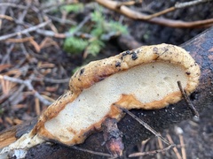 Spongiporus leucospongia
