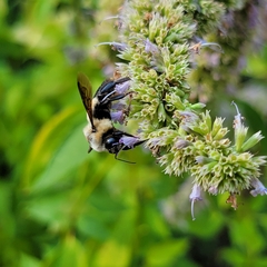 Bombus fraternus