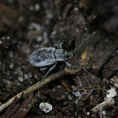 Cyrtepistomus castaneus