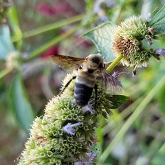 Bombus fraternus