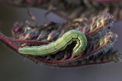 Heliothis viriplaca