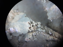 Flavoparmelia baltimorensis