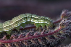 Heliothis viriplaca