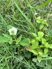 Physalis angulata