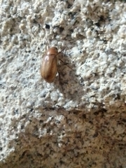 Cyclocephala melanocephala