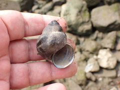 Cipangopaludina chinensis