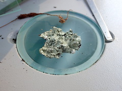 Flavoparmelia baltimorensis